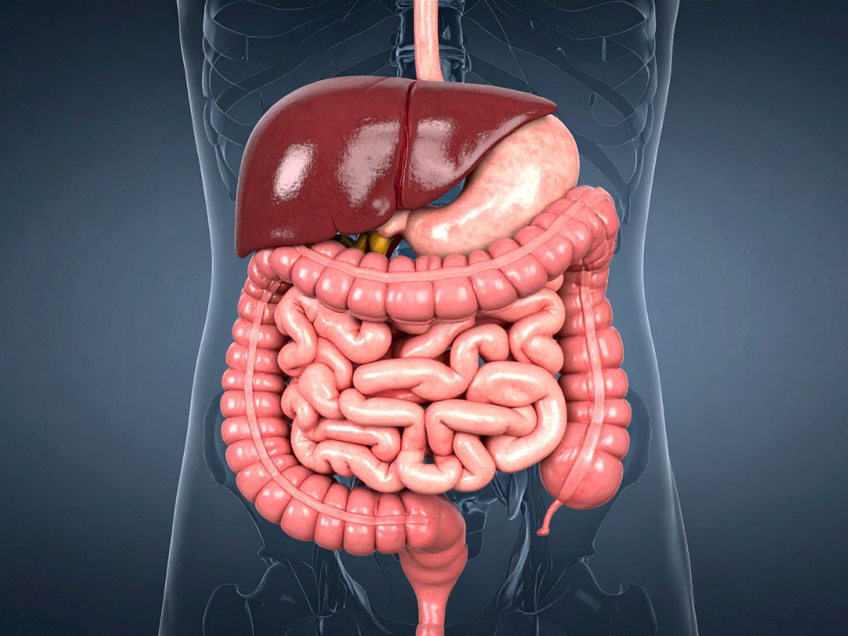 Digestion herbal products